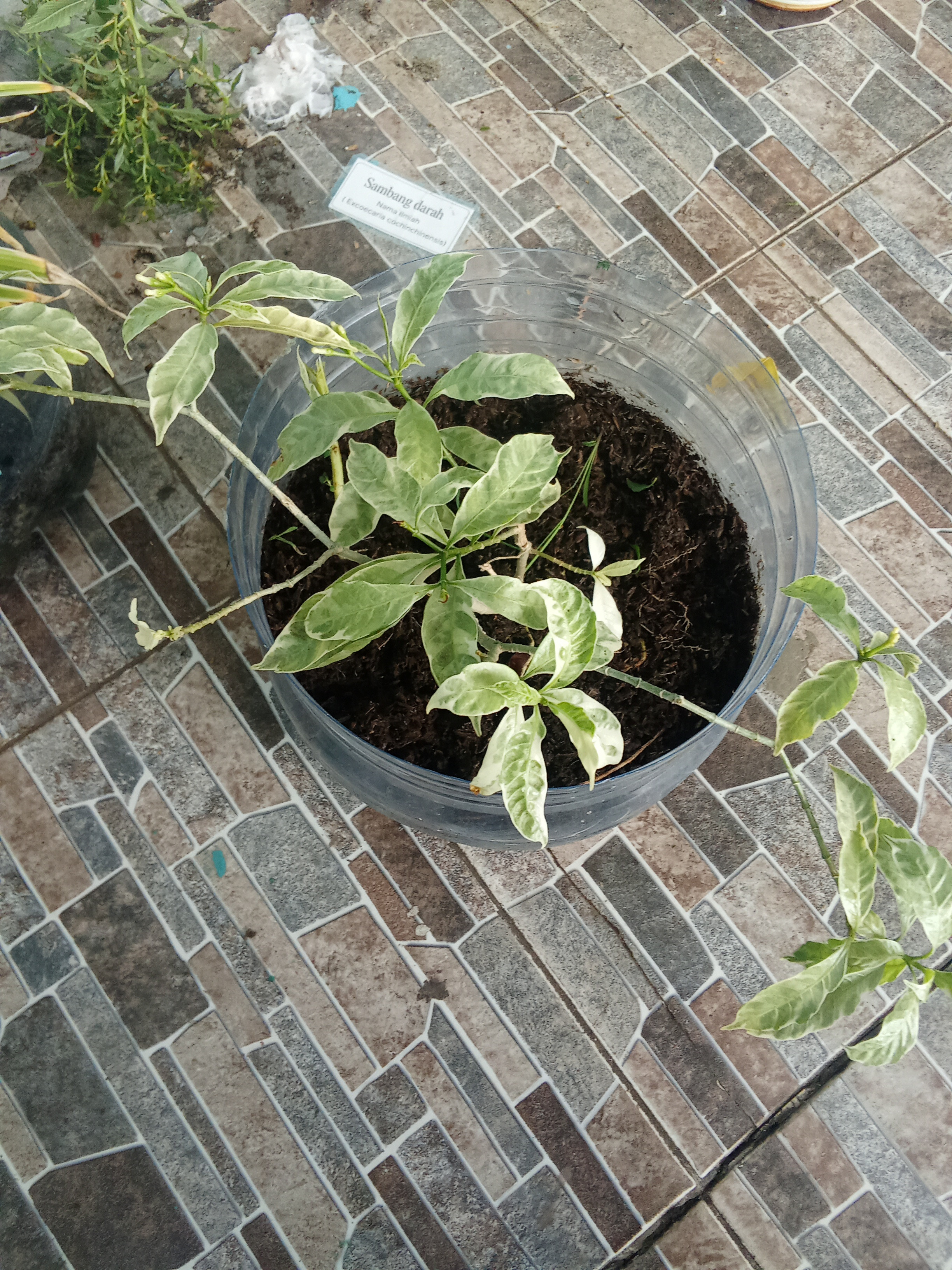 Melati Jepang, kelas x-12