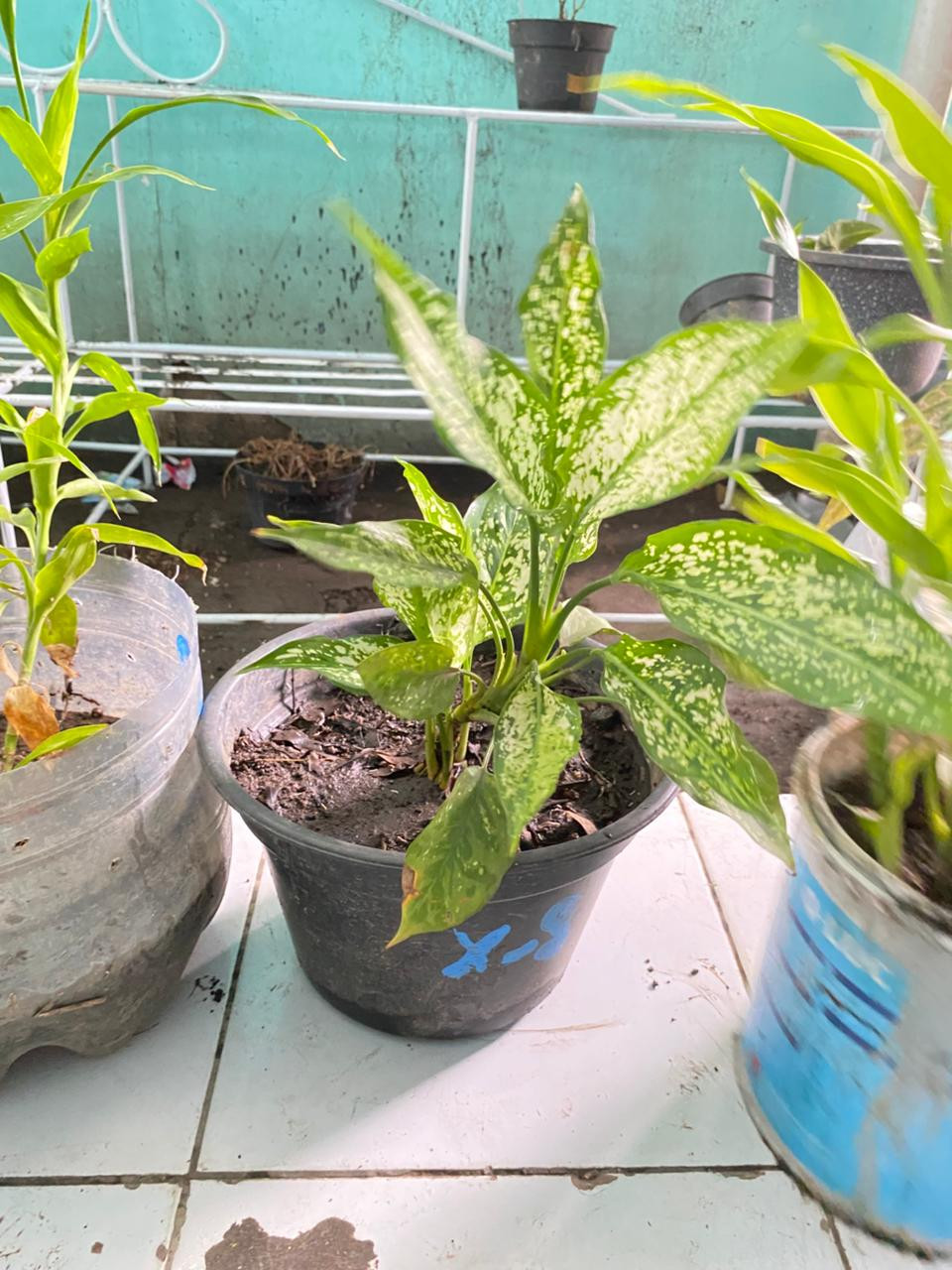 Sri rezeki x-8 kelompok 4 