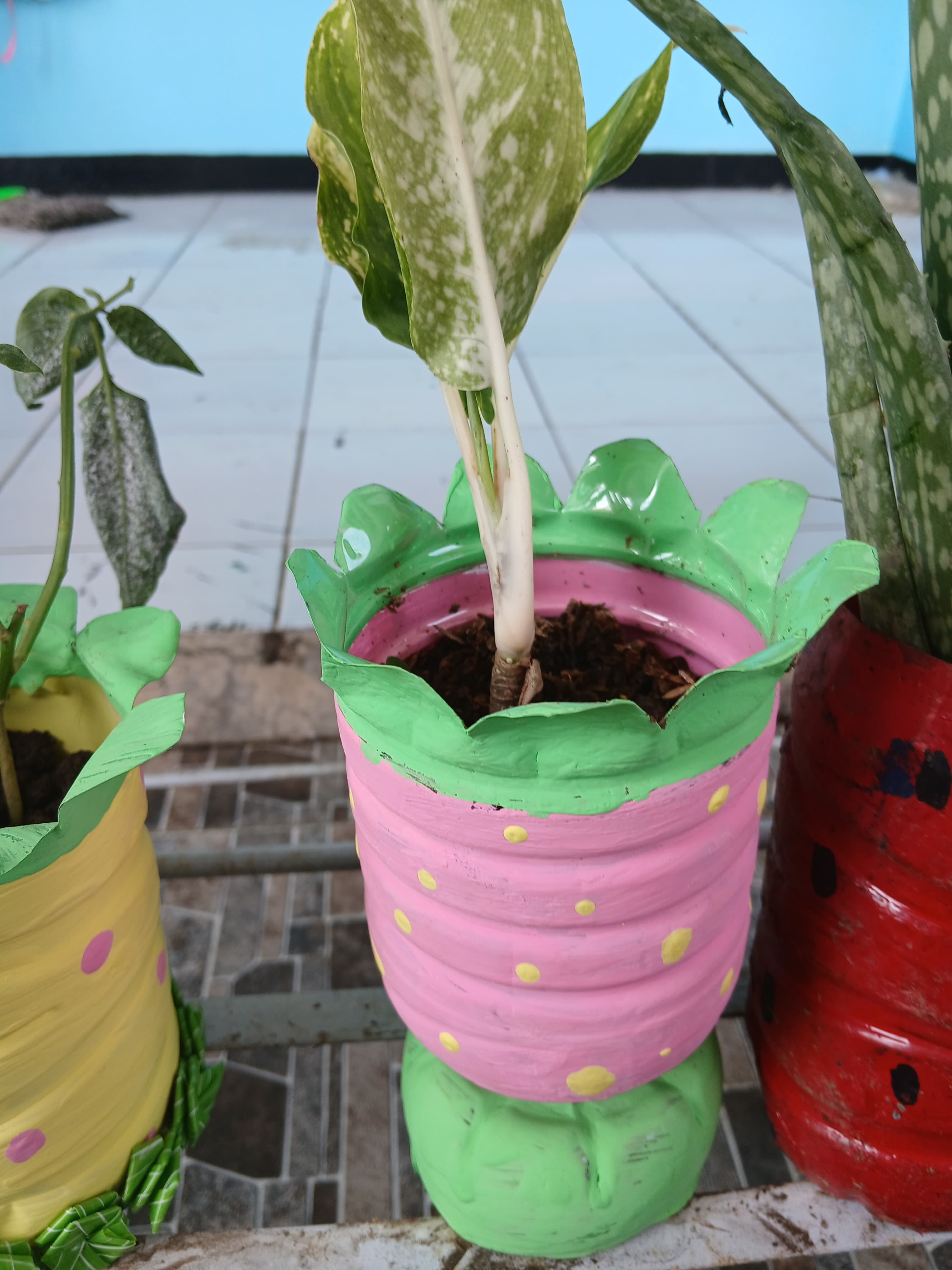 Tanaman daun bahagia x-9