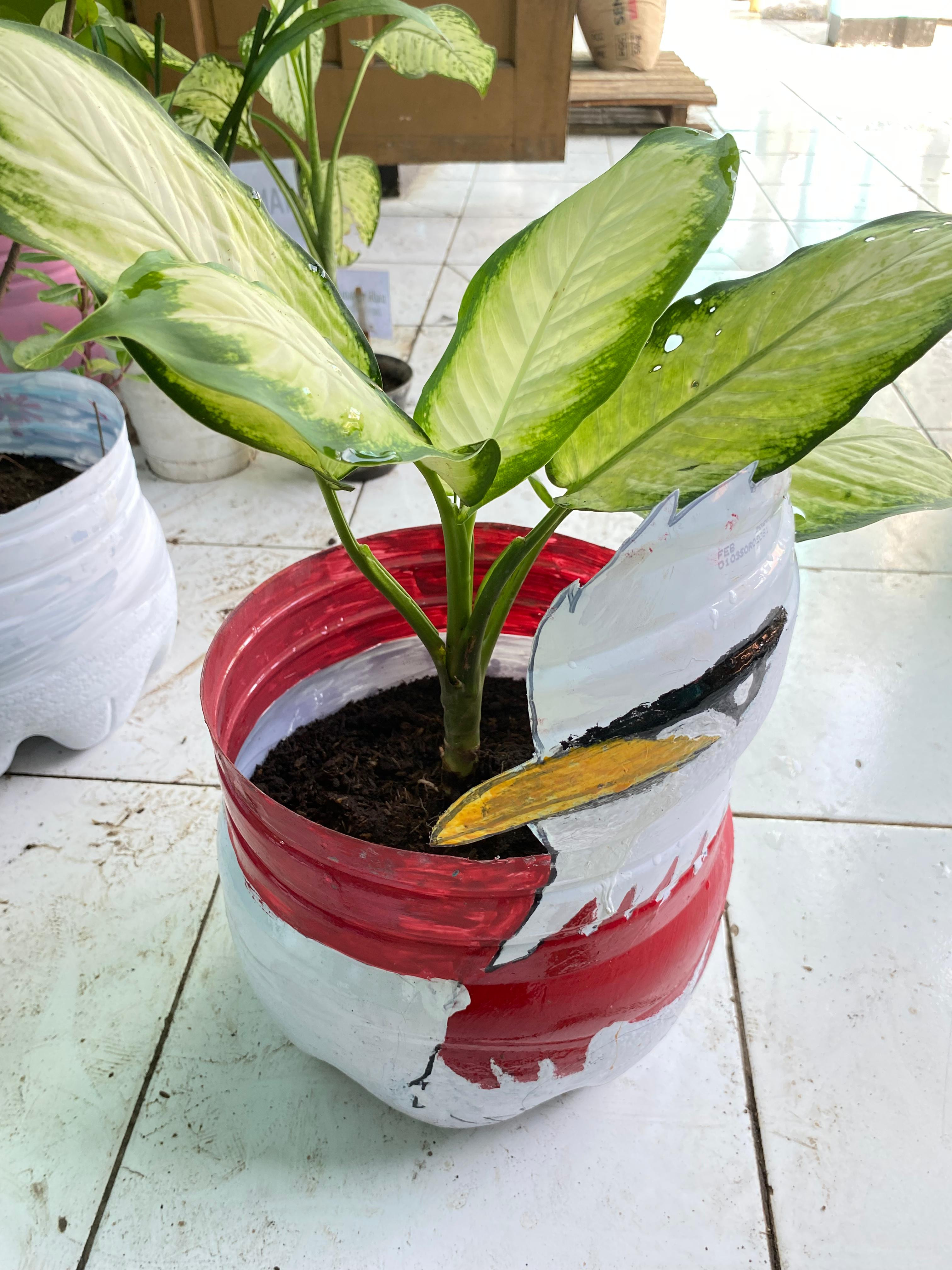 Dumb Cane x-8 kelompok 4