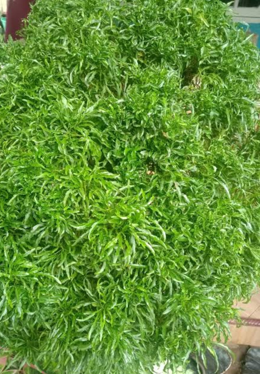 Bunga berlangkas,kelas X.2