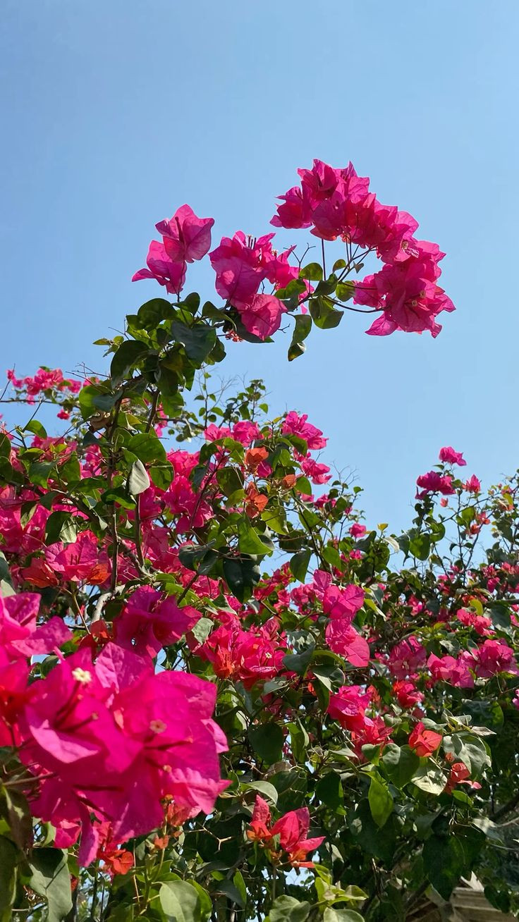 bunga bougenville, x-7